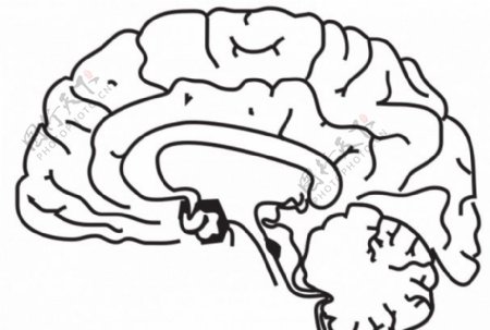 人类的大脑图像矢量