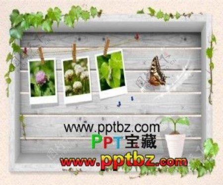 韩国风格植物相框ppt模板