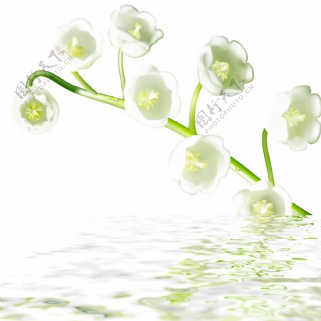 水中白色花卉