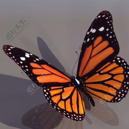 BUTT蝴蝶3d模型图片