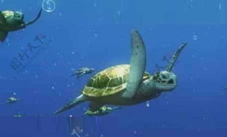 海底乌龟模型