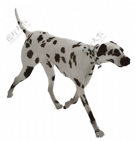 斑点狗动物3d模型