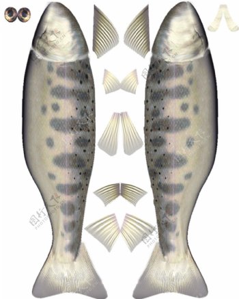 动物鱼类3d模型动植物模型免费下载鱼类3d素材39