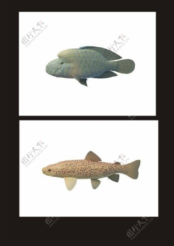 双色斑鱼石头鱼3d模型