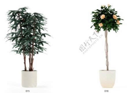 两盆植物