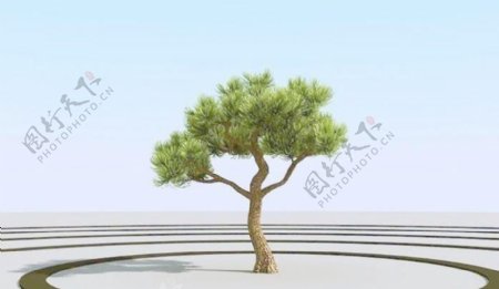 高精细杨松树bonsaipine06