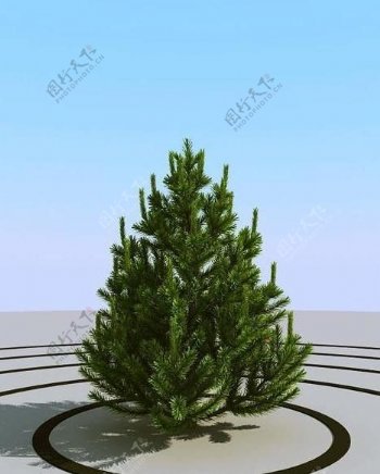 高精细小松树pinesmall101