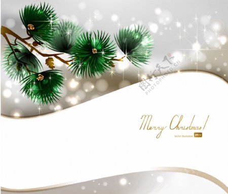松树枝圣诞节背景图片