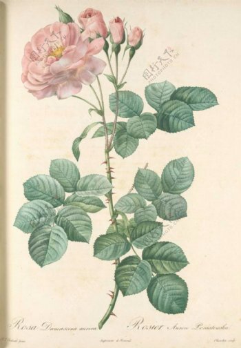 法国手绘复古油画粉色花朵