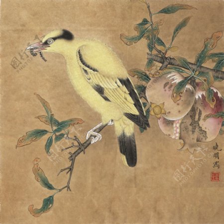 石榴黄鸟