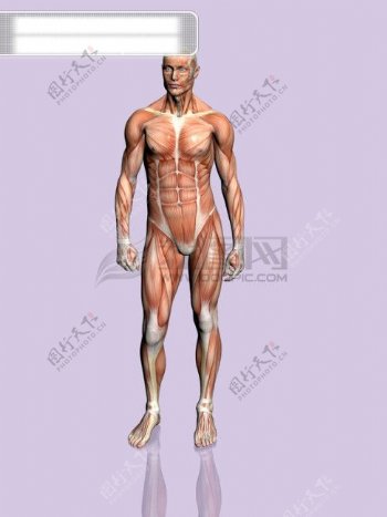 肌肉人体模型骷髅头肢体干尸