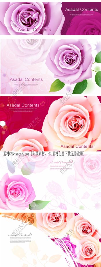 漂亮的玫瑰花朵适量素材