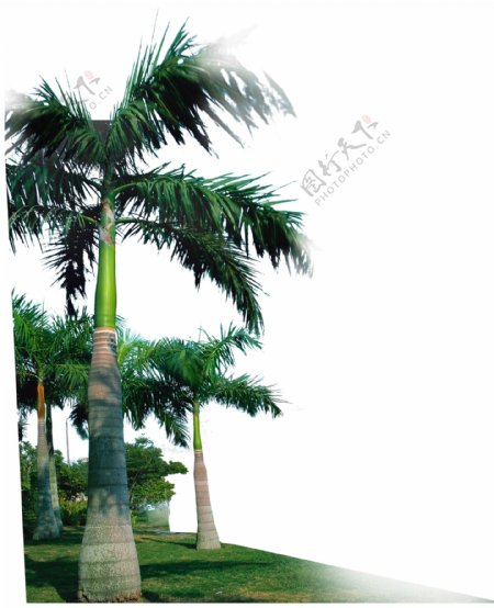 棕榈椰树素材十三