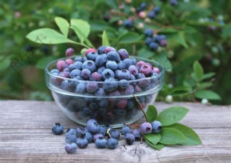 蓝莓正熟时