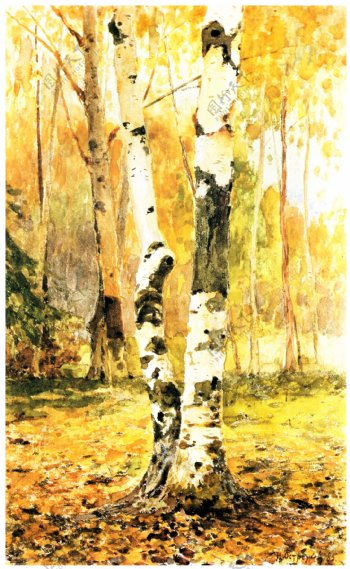 白桦树林图片
