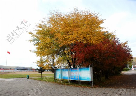 校园楼前秋景图片