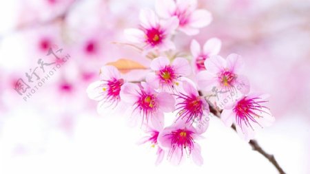 盛开的粉色花朵桃花