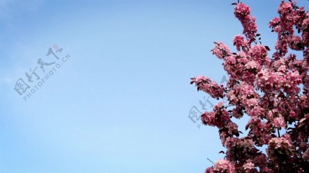 春天树上的花风运动背景视频免费下载