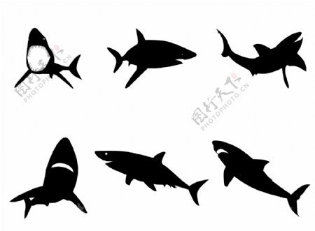 鲨鱼设计图