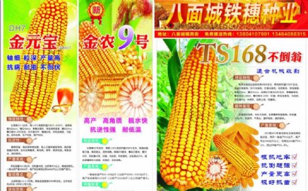 高清玉米种子传单