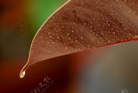 树叶上的水滴图片