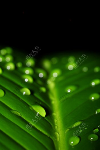 绿叶上的水珠图片