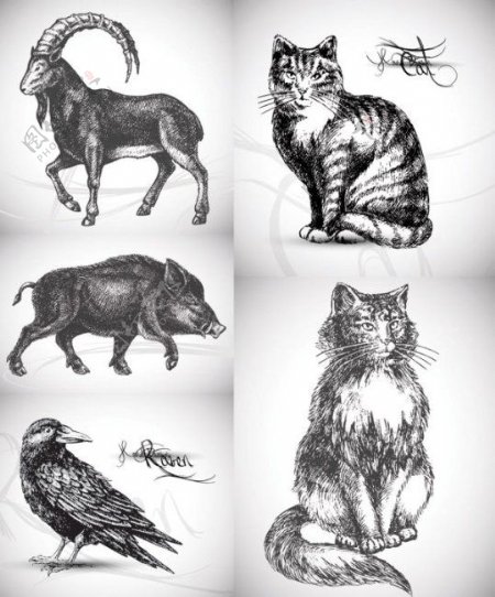 5款手绘动物矢量素材