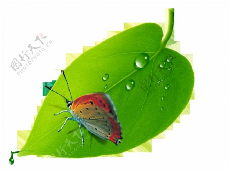 绿叶蝴蝶抠图素材