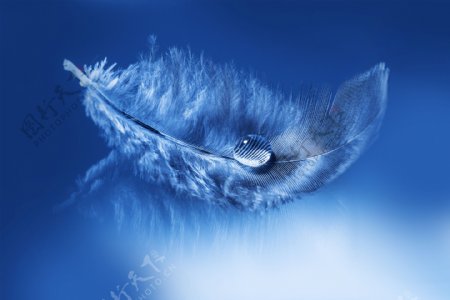羽毛水珠水滴图片