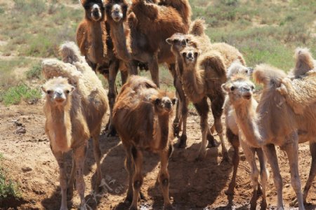 内蒙古阿拉善骆驼图片