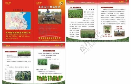 玉米无土育苗画册图片