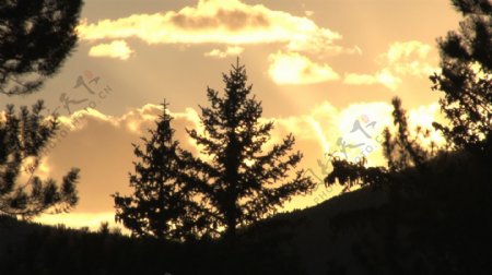 松树夕阳的剪影4股票的录像