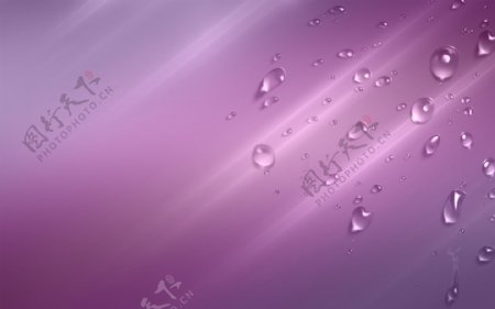 紫色背景水珠图片