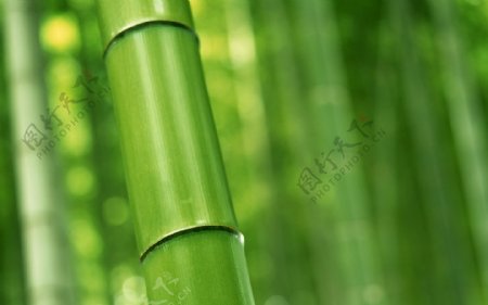 绿色竹园竹林竹子