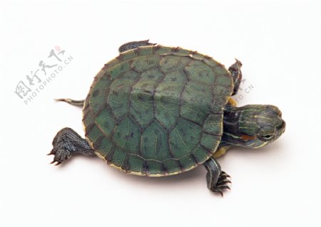 小动物乌龟海龟动物世界千年乌龟王八