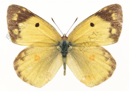 黄色蝴蝶标本图片