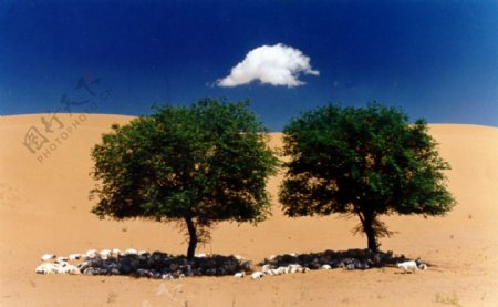 沙漠中的两棵相依的树
