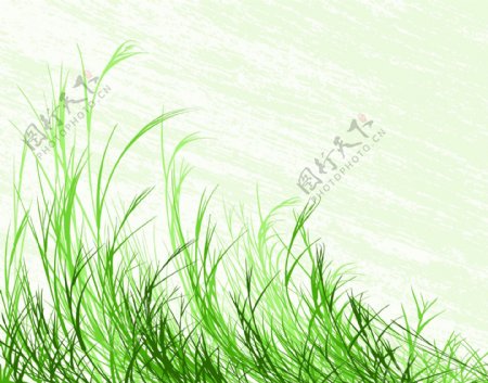 绿色的杂草草丛