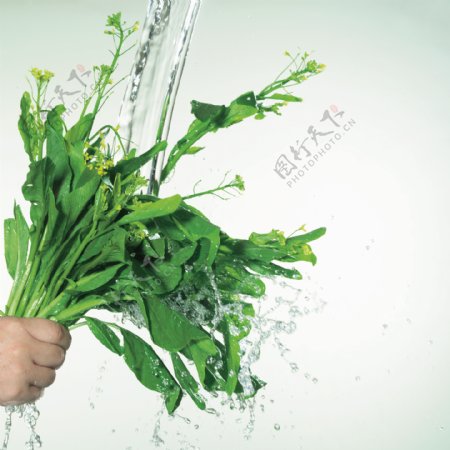 动感新鲜蔬菜菜绿色环保无公害水花水珠特写广告素材大辞典