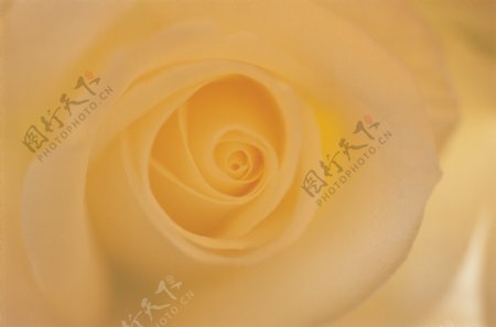 柔和黄色玫瑰广告设计背景