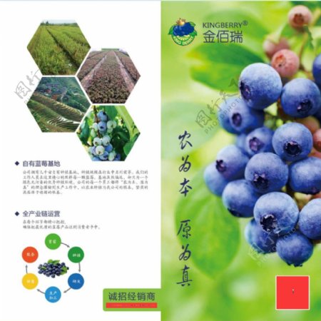 折页蓝莓产品介绍