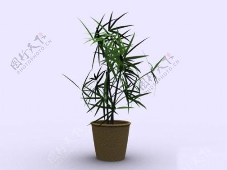 室内盆栽竹子模型