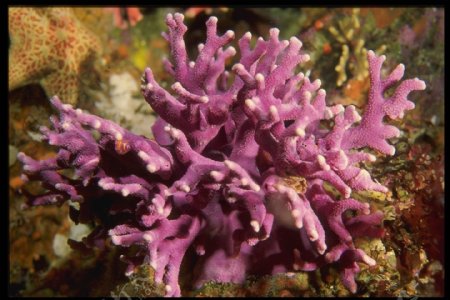 海底大海深海碧海海水礁石珊瑚海藻鱼群生物神秘广告素材大辞典