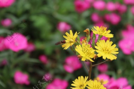 翠菊蜜蜂图片