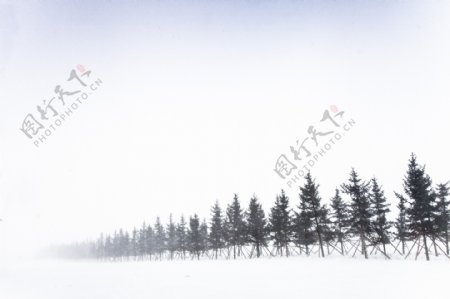 雪中松树图片