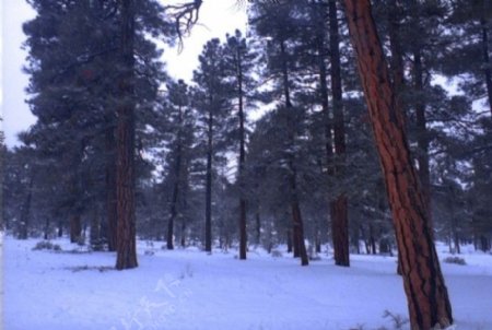 冬季雪景背景视频素材素材下载