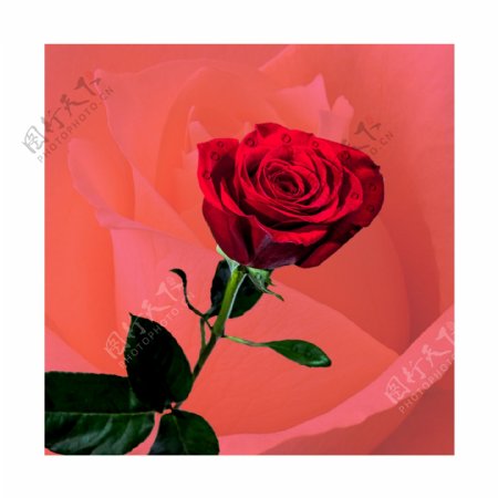 红玫瑰装饰画图片
