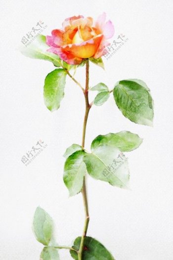 玫瑰月季水彩手绘图