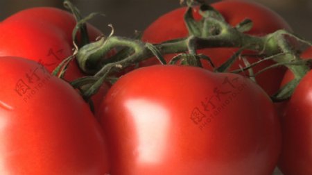 转番茄股票视频