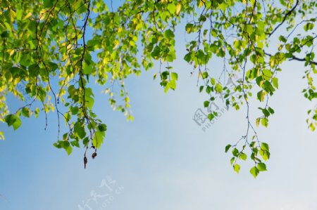 植物垂下树叶实用图片精美图片印刷适用高清图片创意图片